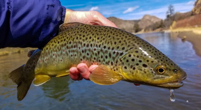 Fly Fishing High Water Dry Creek Outfitters