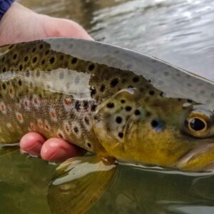 Fly Fishing High Water | Dry Creek Outfitters